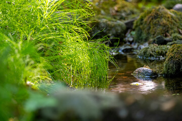 Serene Green Nature's Beauty by the Stream