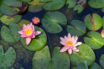 Padua, Italy - Water lilies in the botanical garden, since 1997 it has been a UNESCO World Heritage Site