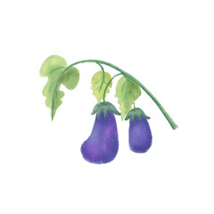 Cute cartoon purple or violet egg plant hand drawing style. Concept of vegetable hand drawn, Sticker or education card element or graphic. Isolated egg plant design. Veggies cartoon clip art vector.