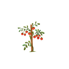 Cute cartoon hand drawn tomato or tomato tree. Concept of vegetable organic healthy fruit clip art or sticker. Agriculture tomato garden cartoon educational element. Isolated tomato tree art work.
