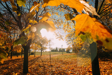 very bright yellow-orange autumn park, there are sunbeams all over the frame