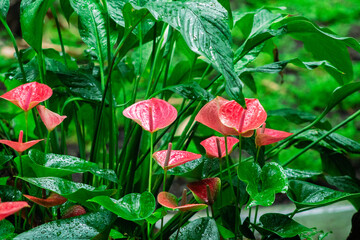 Flamingo flower or anthurium in garden