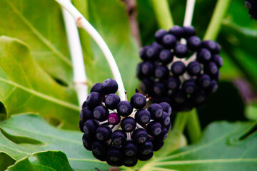 Close up of a black elderberry growing on a tree branch.