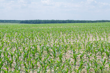 Fototapeta na wymiar Field with corn on a summer sunny day.