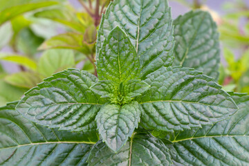 Blackcurrant mint (Mentha 'Blackcurrant') herb plant