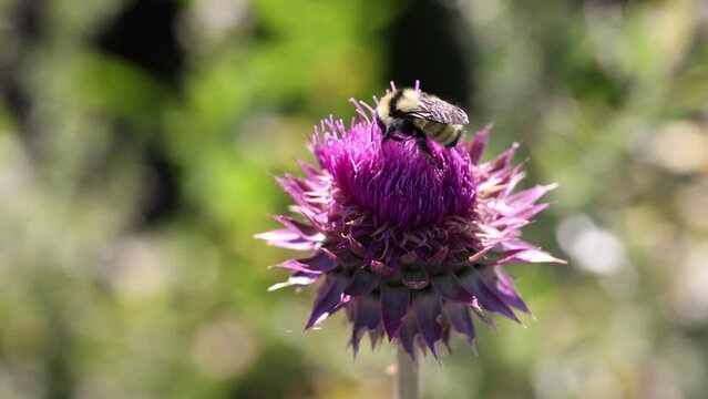 Bumble bee feeding on an invasive purple thistle