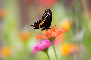 Fototapeta na wymiar swallowtail butterfly on zinnia