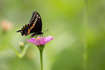 swallowtail butterfly on zinnia