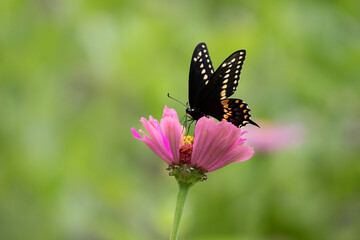 swallowtail butterfly on zinnia
