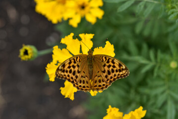 Argynnis paphia. A large yellow butterfly on a flower in a summer garden.