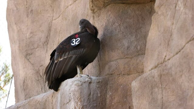 Endangered Rescued California Condor Perched on Rock