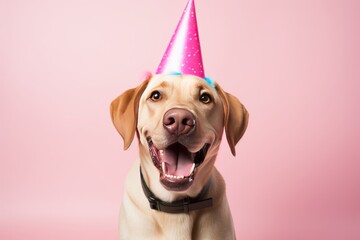 Dog Labrador retriever with birthday party hat on isolated pink background.