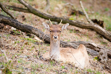 Naklejka na ściany i meble Red deer stag with antlers in spring, forest of Amsterdamse Waterleidingduinen in the Netherlands, wildlife in the woodland 