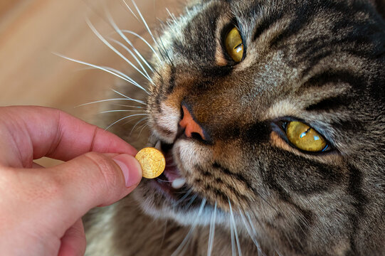 Maine coon cat takes a pill close up