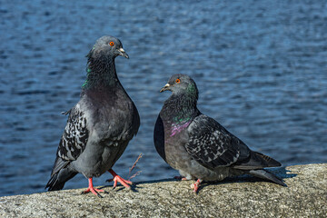 A series of images. Two blue pigeons are sitting on a stone surface. Birds are engaged in a love game. They kiss and copulate. There is a water space in the background