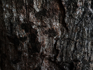 surface texture of old black tree bark,old black tree bark surface texture. Background for banner,Smooth and cracked texture. Tree stump background.the tree with beautiful bark during the summer,