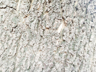 surface texture of old black tree bark,old black tree bark surface texture. Background for banner,Smooth and cracked texture. Tree stump background.the tree with beautiful bark during the summer,
