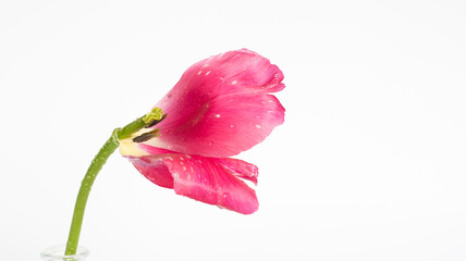 Tulpe / weißer Hintergrund