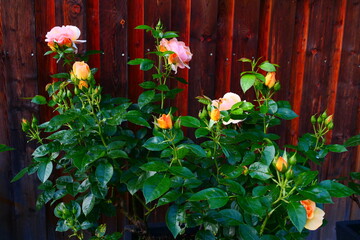 apricot blühende Floribunda Rose
