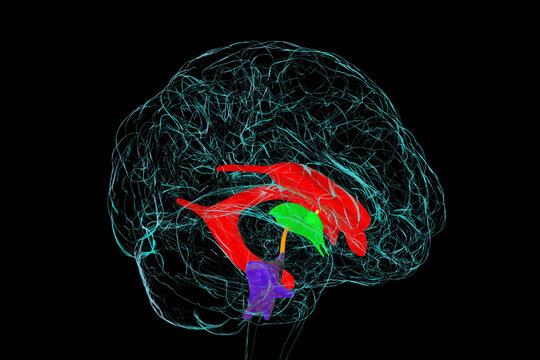 Ventricular system of brain, 3D illustration