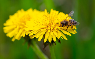 Bee on yellow dandelion flower, macro photo with shallow depth of field