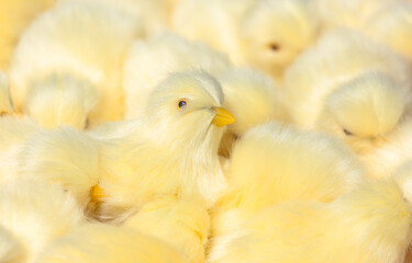 chickens on the farm, close-up