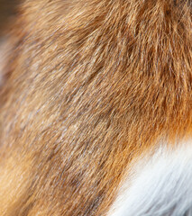 Close up of the fur of a fox. Texture, background
