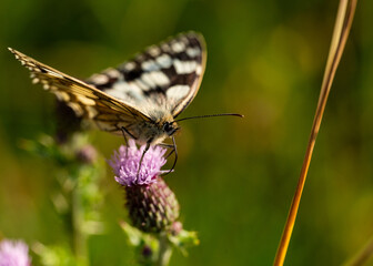 butterfly on a flower