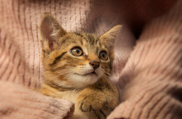 Fototapeta na wymiar cute little kitten close up