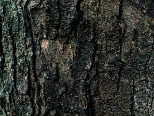 surface texture of old black tree bark,old black tree bark surface texture. Background for banner,Smooth and cracked texture. Tree stump background.the tree with beautiful bark during the summer,