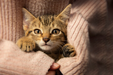 cute little kitten close up