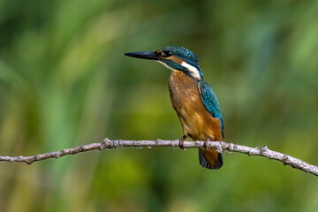 Obraz premium The common kingfisher (Alcedo atthis)