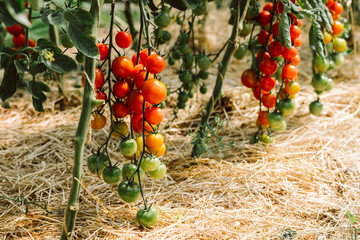 Superfood bio Tomaten, viele rote Cherry Tomaten am Strauch auf Stroh	