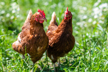 zwei braun, rot Huhn oder Henne, Hühner auf einer grünen Wiese mit Blumen. Selektive Schärfe.