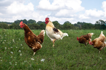 zwei braun, rot Huhn oder Henne und ein Hahn, Hühner auf einer grünen Wiese mit Blumen. Selektive...
