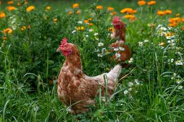 zwei braun, rot Huhn oder Henne, Hühner auf einer grünen Wiese mit Blumen. Selektive Schärfe.