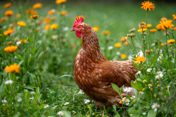 braun, rot Huhn oder Henne auf einer grünen Wiese mit Blumen. Selektive Schärfe.
