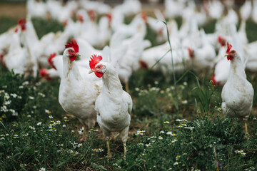 gesunde weiße bio Hühner Rasse, Ayam Cemani, auf einer grünen Wiese, Blumenwiese mit saftigen...
