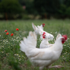 gesunde weiße bio Hühner Rasse, Ayam Cemani, auf einer Wiese, Blumenwiese mit saftigen Gräsern...