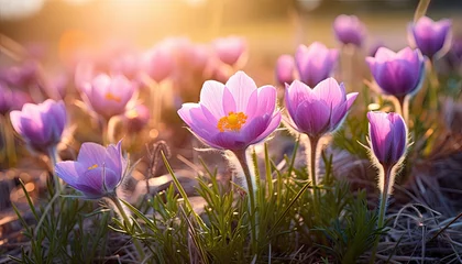 Foto op Aluminium Pasque flowers on spring field.  © reddish