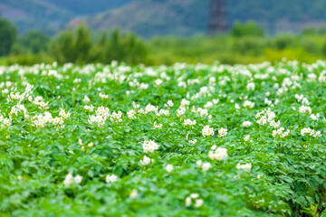 Potato flowers blooming in field, Potato plantation