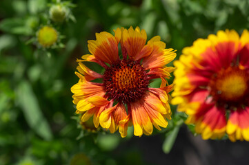Gaillardia aristata red yellow flower in bloom, common blanketflower flowering plant, group of petal flowers