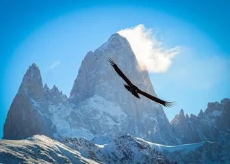 Deurstickers Cerro Chaltén Condor Andino - Monte Fitz Roy - El Chalten - Provincia de Santa Cruz. Patagonia Argentina