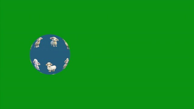 Green screen: sheep in the globe, the globe moves.