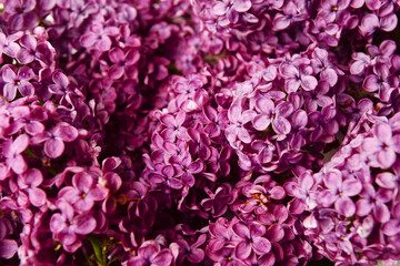 Beautiful bright lilac flowers as background, closeup