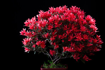 Isolated 3d shrub with red flowers on black background, flowering shrub, bush, flowers, Generative AI