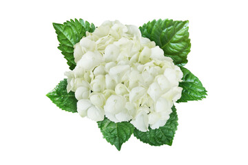 Blooming White Hydrangea Flowers with Green Leaves Isolated on W