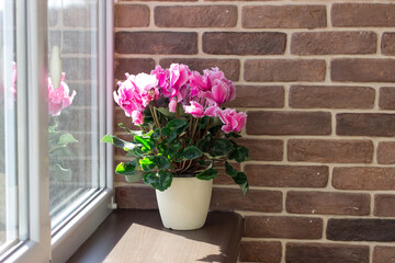 Bright bouquet of cyclamen on the windowsill. Home plants on the background of the kirpitch wall