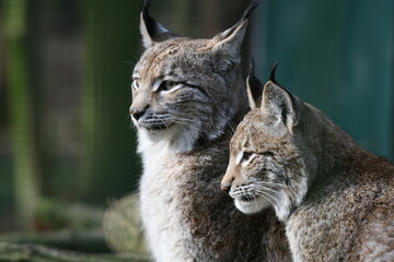 Luchs Portrait