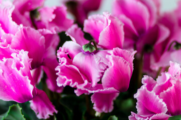Fototapeta na wymiar Bright and beautiful indoor flower. Cyclamen is purple in color. Postcard